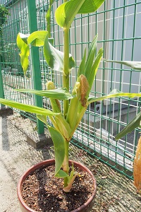 EM565879